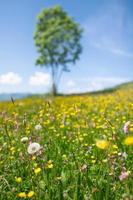 prato fiorito nella primavera del dente di leone con una pianta sullo sfondo foto