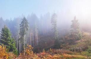 bella mattinata nella nebbiosa foresta autunnale con maestosi alberi colorati foto