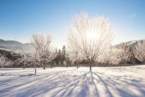 misterioso paesaggio invernale montagne maestose in inverno. magico albero innevato d'inverno. carpatico. Ucraina foto