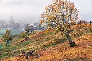 albero lucido su un pendio collinare con travi soleggiate nella valle di montagna ricoperta di nebbia. splendida scena mattutina. foglie autunnali rosse e gialle. carpazi, ucraina, europa. scopri il mondo della bellezza foto