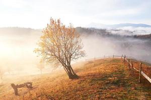 albero lucido su un pendio collinare con travi soleggiate nella valle di montagna ricoperta di nebbia. splendida scena mattutina. foglie autunnali rosse e gialle. carpazi, ucraina, europa. scopri il mondo della bellezza foto