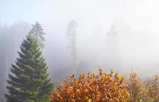 la nebbia mattutina si insinua con frammenti sulla foresta di montagna autunnale ricoperta di foglie d'oro foto