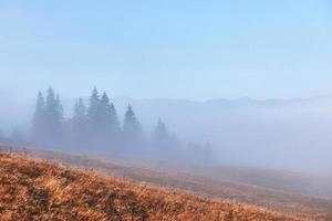 bella nebbia mattutina e raggi di sole sul pendio della montagna nella pineta autunnale foto