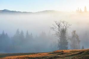 alba fatata nel paesaggio della foresta di montagna al mattino. la nebbia sulla maestosa pineta. carpazi, ucraina, europa. mondo della bellezza foto