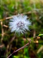 fiore bianco scaricabile gratuitamente foto