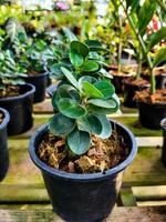 vaso di piante botaniche succulente all'aperto in serra. pianta d'appartamento primaverile in vaso sul terreno del giardino. giardinaggio naturale verde botanico, bellissimo vaso da fiori tropicale esotico fresco. foto