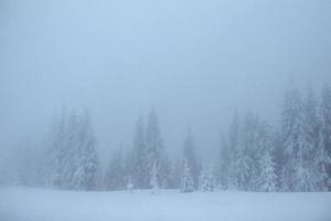 foresta invernale congelata nella nebbia. pino in natura coperto di neve fresca dei Carpazi, ucraina foto