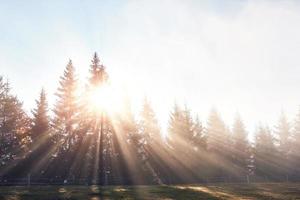 bella nebbia mattutina e raggi di sole nella pineta autunnale foto