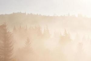 alba fatata nel paesaggio della foresta di montagna al mattino. la nebbia sulla maestosa pineta. carpazi, ucraina, europa. mondo della bellezza foto
