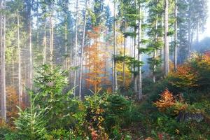 bella mattinata nella nebbiosa foresta autunnale con maestosi alberi colorati foto