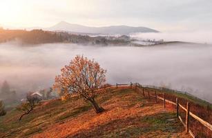 albero lucido su un pendio collinare con travi soleggiate nella valle di montagna ricoperta di nebbia. splendida scena mattutina. foglie autunnali rosse e gialle. carpazi, ucraina, europa. scopri il mondo della bellezza foto