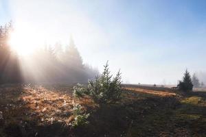 bella nebbia mattutina e raggi di sole nella pineta autunnale foto