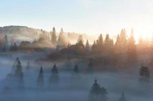 alba fatata nel paesaggio della foresta di montagna al mattino. la nebbia sulla maestosa pineta. carpazi, ucraina, europa. mondo della bellezza foto