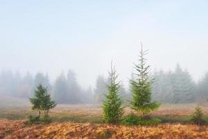 la nebbia mattutina si insinua con frammenti sulla foresta di montagna autunnale ricoperta di foglie d'oro foto