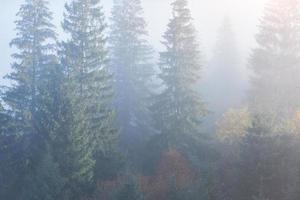 nebbiosa faggeta sul pendio della montagna in una riserva naturale foto