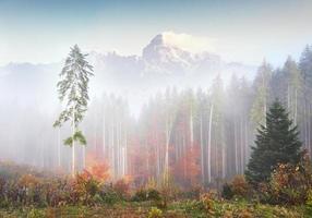 la nebbia mattutina si insinua con frammenti sulla foresta di montagna autunnale ricoperta di foglie d'oro. cime innevate di maestose montagne sullo sfondo foto