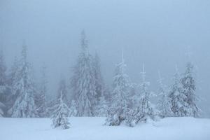 foresta invernale congelata nella nebbia. pino in natura coperto di neve fresca dei Carpazi, ucraina foto