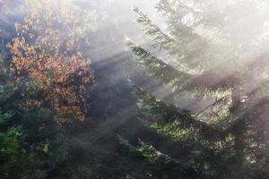 bella nebbia mattutina e raggi di sole nella pineta autunnale foto