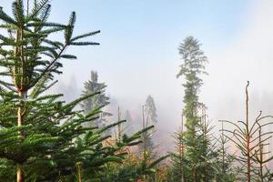 nebbiosa faggeta sul pendio della montagna in una riserva naturale foto