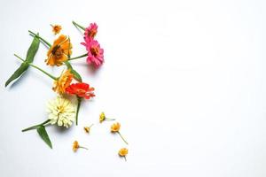 bella composizione di fiori di zinnia su sfondo bianco isolato. piatto laico, vista dall'alto, copia piatta natura morta. foto