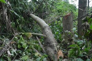 scatto fotografico della trama della parte di un albero che è stata abbattuta dall'uomo. l'abbattimento degli alberi distrugge l'ambiente e la vita. foto