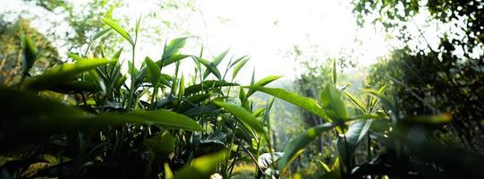 foglie di tè verde nella luce della sera della natura foto