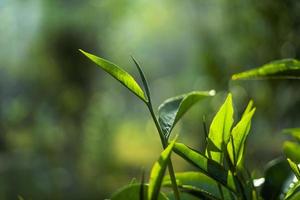 foglie di tè verde nella luce della sera della natura foto
