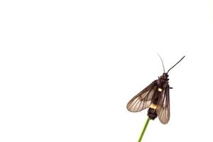 farfalla nera appollaiata su una foglia foto