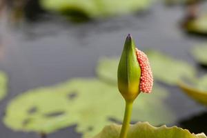 loto viola con bastoncino di gusci d'uovo foto