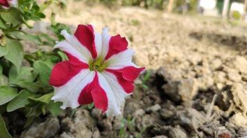 fiore di petunia rosso naturale foto