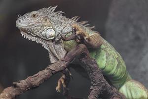 iguana verde sul ramo foto