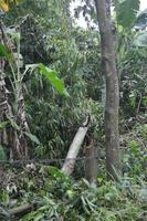 scatto fotografico della trama della parte di un albero che è stata abbattuta dall'uomo. l'abbattimento degli alberi distrugge l'ambiente e la vita. foto