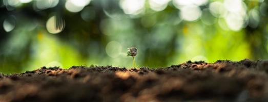 concetto di alberi di crescita sfondo della natura delle piantine del chicco di caffè foto