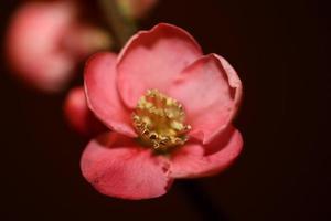 fiore rosso fiore primo piano chaenomeles speciosa famiglia rosacee sfondo moderno di alta qualità grandi dimensioni stampe in metallo foto