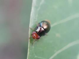 insetto su foglia verde foto