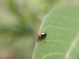 insetto su foglia verde foto