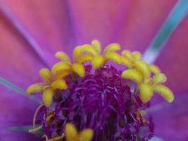fiore viola con pistilli gialli foto