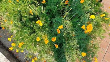 eschscholzia californica, il papavero della California, il papavero dorato, la luce del sole della California o la coppa d'oro, il fiore che sboccia primaverile.