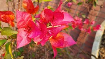 bouganville glabra, bouganville minore o fiore di carta, fiore a fioritura primaverile. foto