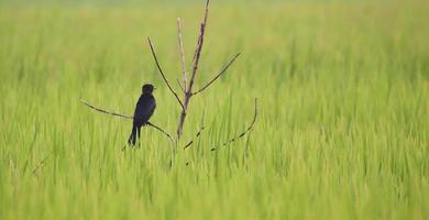uccello nero seduto sul campo di riso. foto