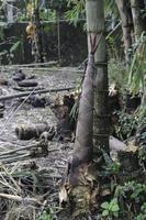 germogli di bambù o germogli di bambù che escono e crescono dal terreno foto