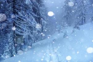 paesaggio invernale alberi e recinzione in brina, sfondo con alcuni riflessi morbidi e fiocchi di neve foto