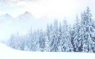 misterioso paesaggio invernale montagne maestose in inverno. bella nebbia fitta. magico albero innevato d'inverno. carte fotografiche. bokeh effetto luce, filtro morbido. carpatico. Ucraina. foto