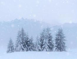 misterioso paesaggio invernale montagne maestose in inverno. bella nebbia fitta. magico albero innevato d'inverno. carte fotografiche. bokeh effetto luce, filtro morbido. carpatico. Ucraina. foto