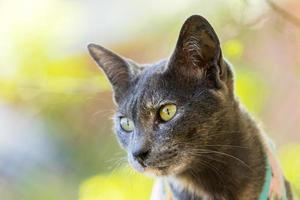 primo piano simpatico gatto con bellissimi occhi azzurri animali domestici popolari foto