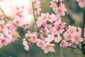 bellissimo sakura di fiori di ciliegio in primavera foto