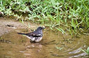 pettirosso gazza orientale nell'acqua.copsychus saularis foto