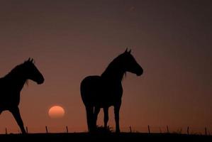 sagoma di cavallo nel prato con un bel tramonto foto