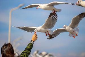 gabbiani a bang pu. i freddi gabbiani migratori dalla Siberia alle calde regioni della Thailandia. facendo diventare bang pu una delle destinazioni turistiche più importanti della Thailandia. foto