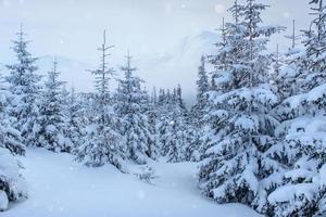 paesaggio invernale alberi e recinzione in brina, sfondo con alcuni riflessi morbidi e fiocchi di neve foto